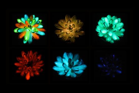 ¿Una suculenta que brilla? La apuesta por crear plantas luminosas