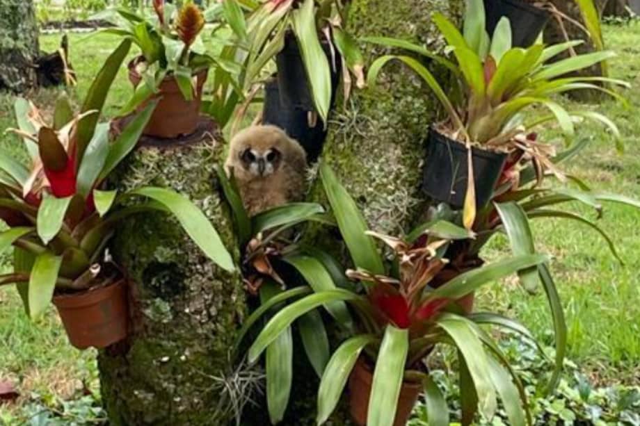 Los animales nacieron el 9 de noviembre en frente del quinto bloque de la UdeA.