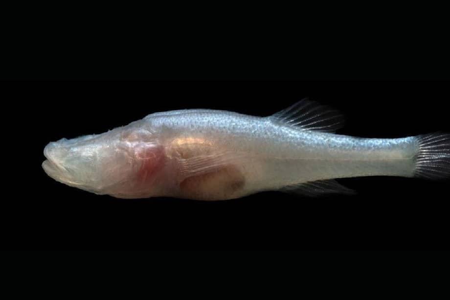 Este pez también representa un linaje que, hasta el momento, era desconocido para la ciencia.