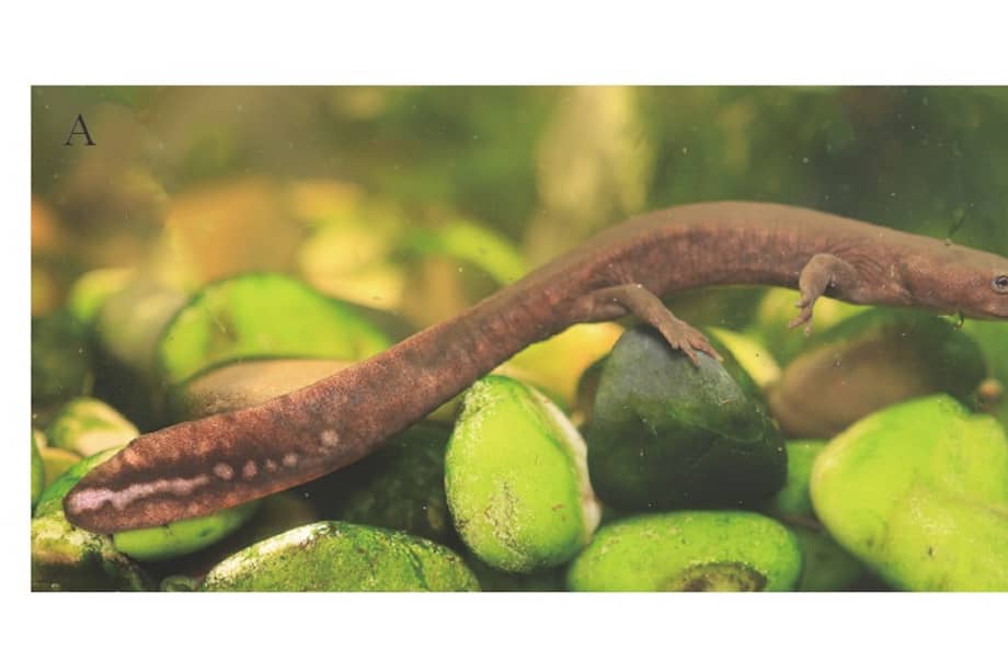 Imagen de "Pachytriton yeae", la nueva especie de salamandra.