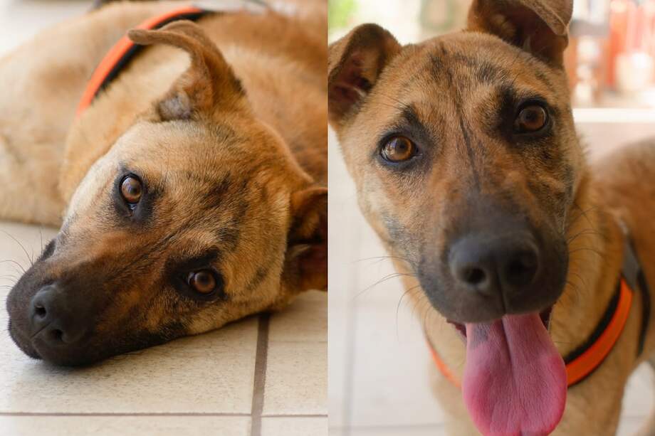 Ignacia tiene tres años y se entrega esterilizada, vacunada y desparasitada.