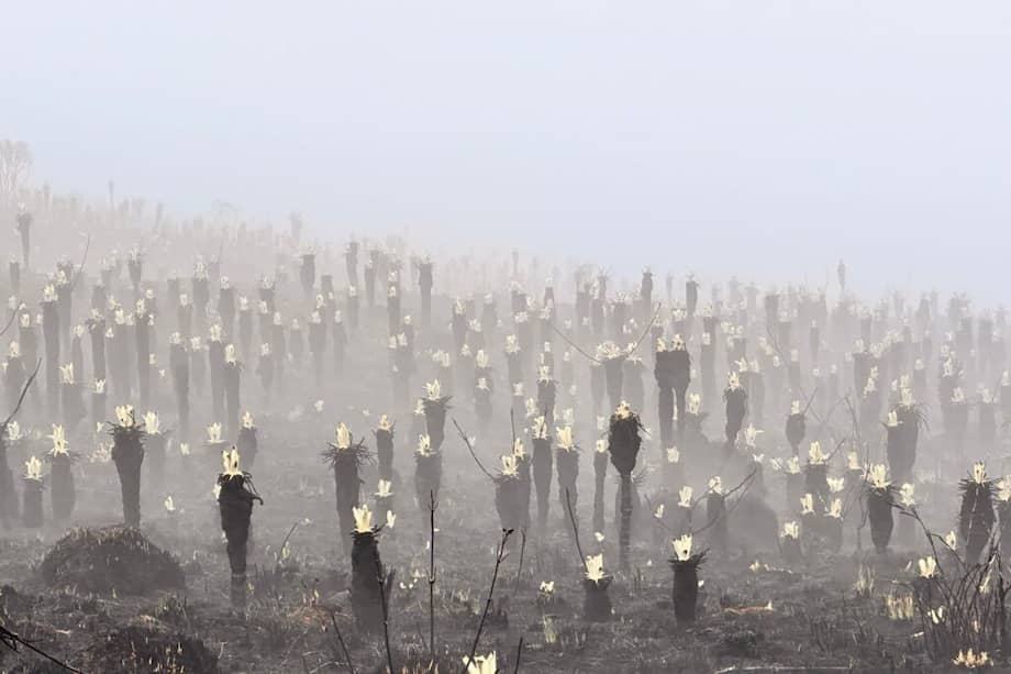 El incendio en el páramo de Berlín afectó al rededor de 300 hectáreas de vegetación, incluido un valle de frailejones.