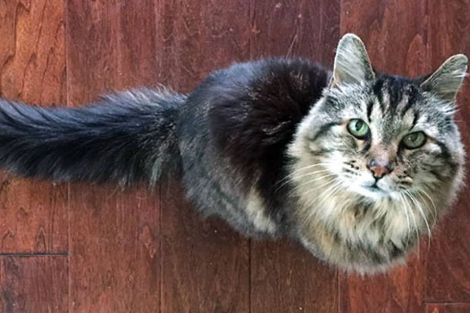 guinnessworldrecords.com