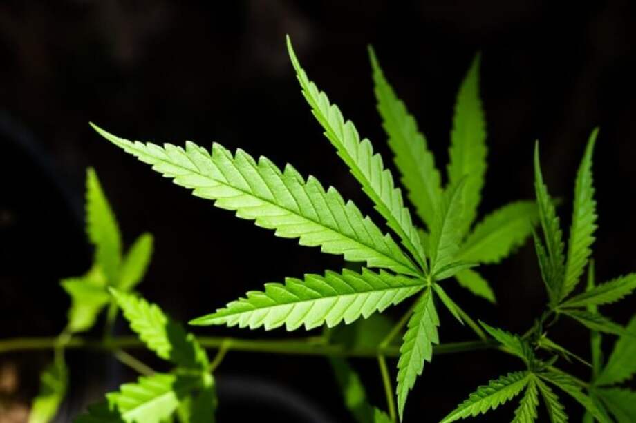 En el estudio, el cannabidiol –principal ingrediente del cannabis– tuvo un efecto antioxidante y protector del sistema nervioso (neuroprotector) en el encéfalo de peces goldfish. / freepik.es