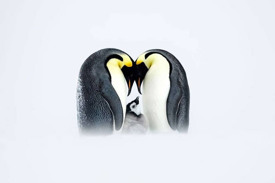 Fotografía ganadora a la Elección de los estudiantes 2024. Thomas Vijayan capturó en la Antártida un tierno momento entre una familia de pingüinos emperador (Aptenodytes forsteri).