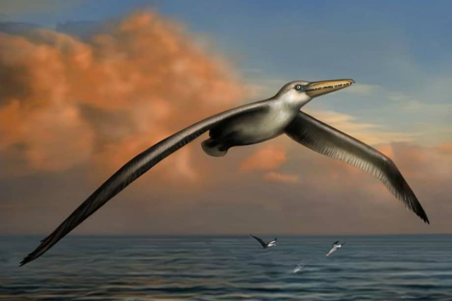 Dibujo de Pelagornis sandersi el ave voladora más grande conocida hasta la fecha.
