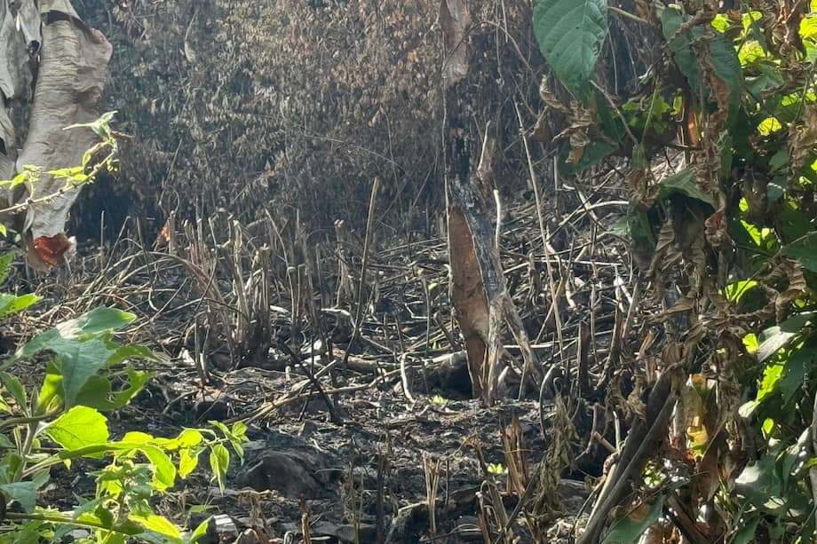Dentro de la visita de seguimiento y control por parte de la CAR, se observó una presunta infracción ambiental