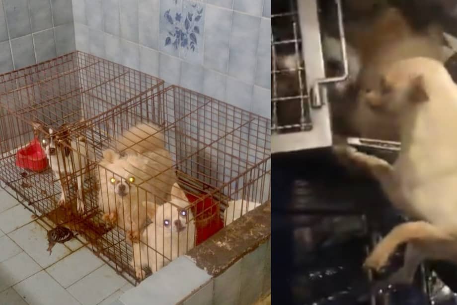 El operativo fue en la madrugada. En total: 26 perros, 2 gatos, 11 hámsters, fueron rescatados