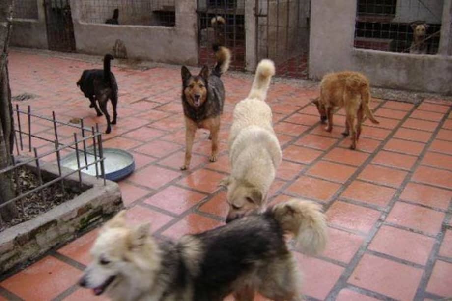 Habitantes de Cali se oponen al sacrificio de perros callejeros