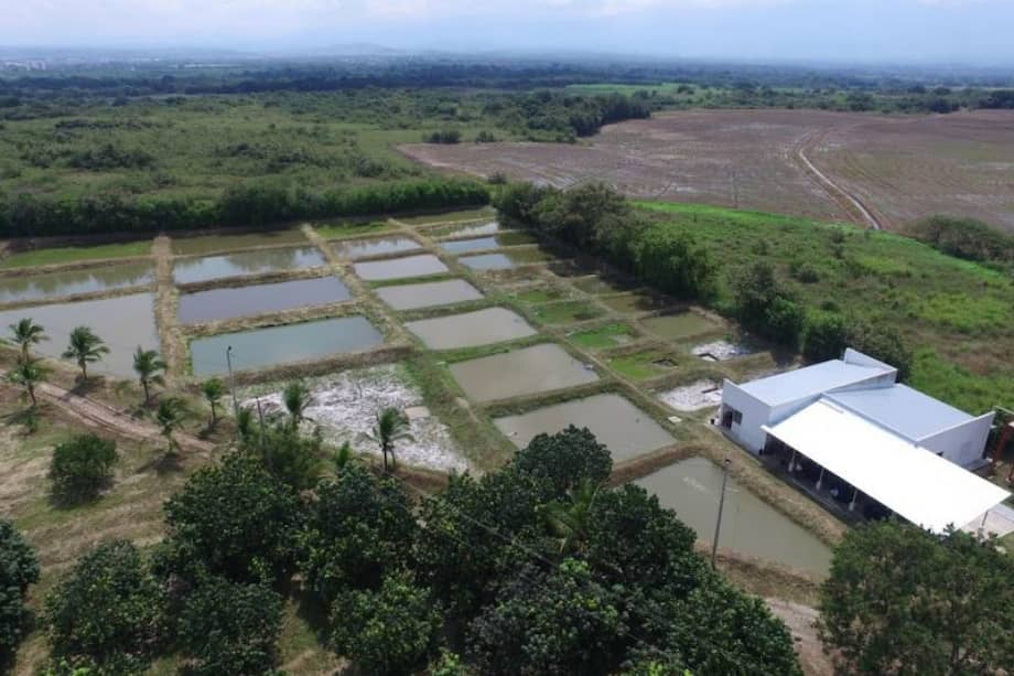 La Estación Experimental Surcolombiana de Recursos Hidrobiológicos se desarrolla en El Quimbo. / Cortesía.