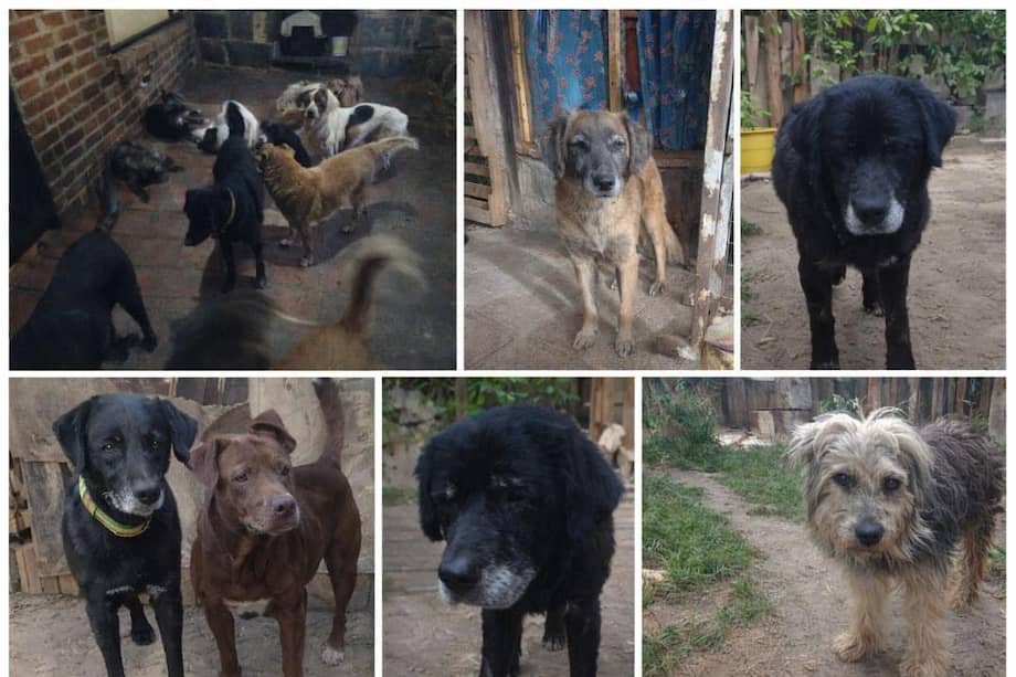 Las lluvias y el frío han afectado la salud de decenas de animales rescatados.