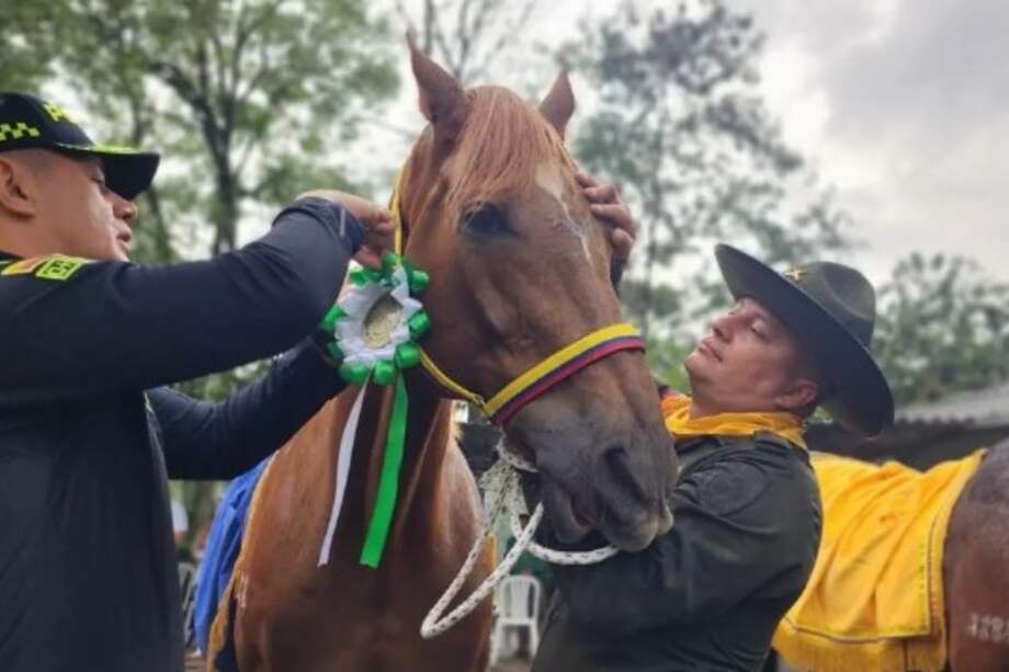 Las personas interesadas en adoptar deben acercarse a la unidad de Carabineros y Guías Caninos más cercana.