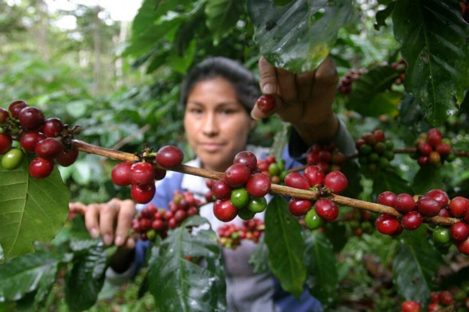 Brasil, uno de los mayores productores de café del mundo, se enfrenta a un escenario en el que el 95% de sus cultivos podrían verse afectados. / EFE.