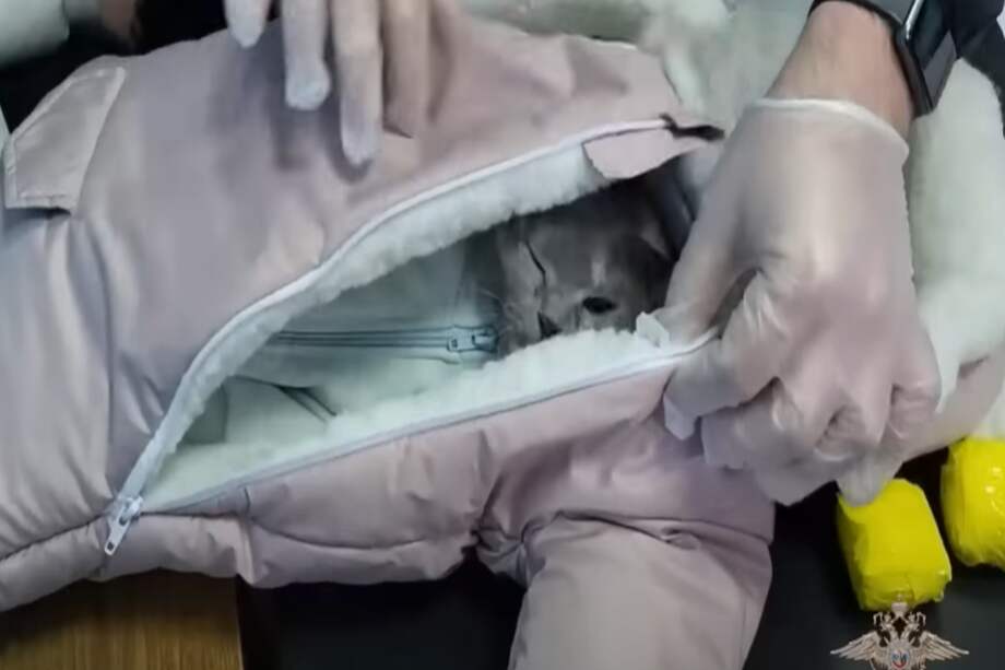 Dentro de la chaqueta, se encontraba un gato disfrazado de bebé de pelaje gris.