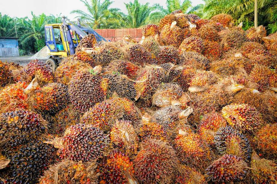 En países como Brasil, Indonesia, Malasia, Papua Nueva Guinea, Filipinas o Bolivia, el aceite de palma africana se ha convertido en uno de los principales motores de deforestación. (Foto de referencia) / Pixabay