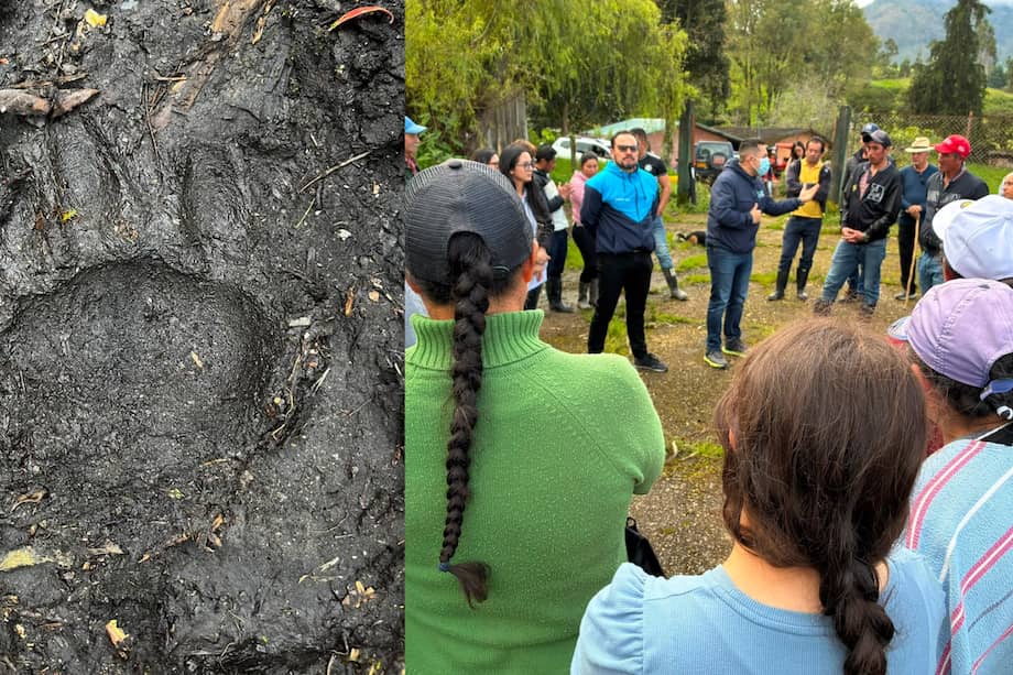 La preoupación aumentó luego de que el oso andino hiriera a dos bovinos.
