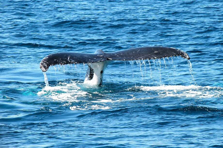 La ballena azul, considerada la especie animal más grande del planeta, alcanza hasta 33 metros de largo y 19 toneladas de peso. / Pixabay