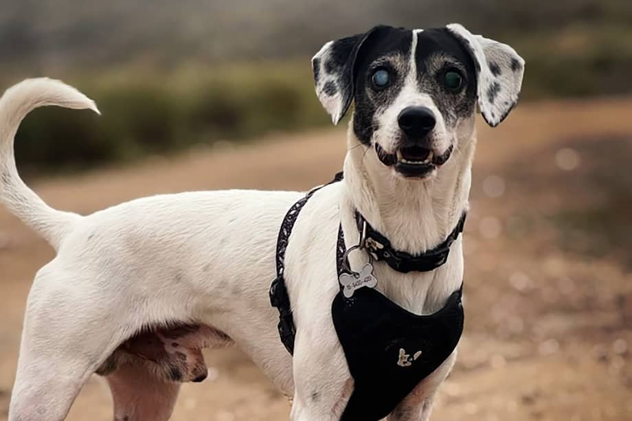 Se trata de una problemática transversal que impacta en distintos sectores de la sociedad.
