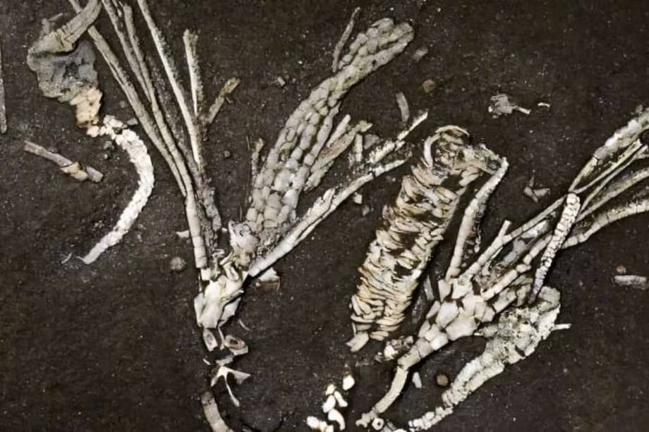 Este hallazgo, aseguraron los investigadores, constituye la evidencia más antigua conocida de pies ambulacrales en crinoideos y apenas el segundo caso documentado de estas estructuras conservadas en el registro fósil.
