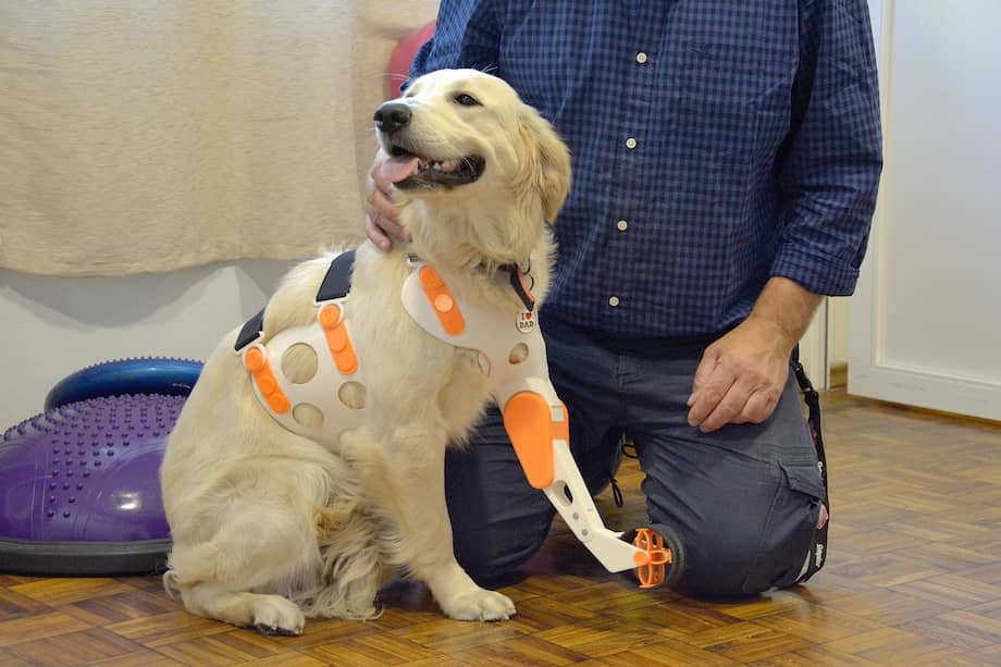 Foto cedida sin fechar de Ismael Acosta, donde se ve a la perra Dana usando una prótesis creada por los uruguayos Valentina Baglini e Ismael Acosta, en Montevideo (Uruguay). Duraderas, ergonómicas y a medida: así son las prótesis para mascotas impresas en 3D que construyen los uruguayos Valentina Baglini veterinaria, e Ismael Acosta arquitecto, para darle una mejor calidad de vida a "los amigos de cuatro patas". EFE/ Ismael Acosta /