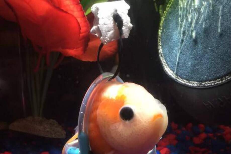 Pez dorado que no podía nadar. / Tomado de la cuenta de Taylor Dean.