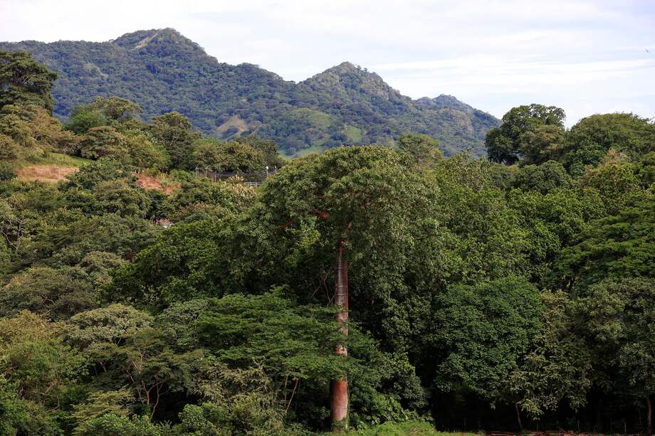 IMAGEN REFERENCIA - Detectan más microplásticos en bosques rurales que en zonas urbanas