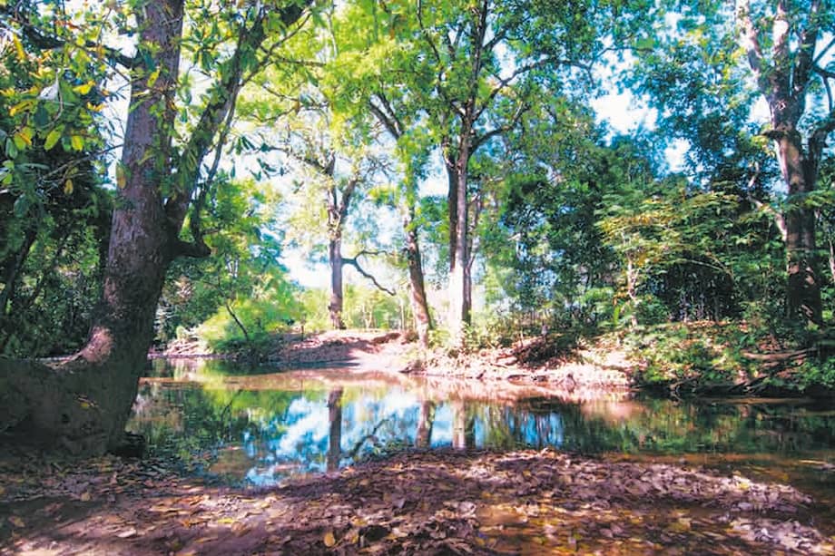 Bosque seco de Guanacaste en Costa Rica. Lugar de especialización de la americana que visitó Colombia, Jennifer Powers. /Flickr.