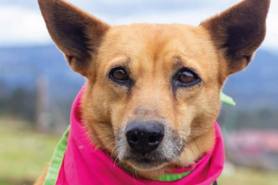 Después de superar el maltrato en las calles, esta perrita tranquila y cariñosa busca un hogar para siempre. Las visitas se pueden programar por mensaje directo.