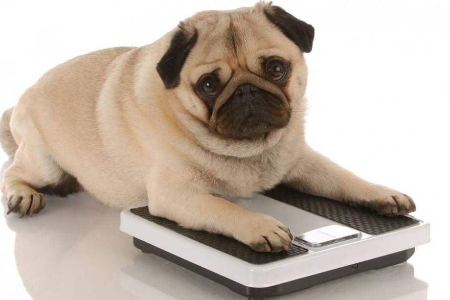 Cómo prevenir la obesidad