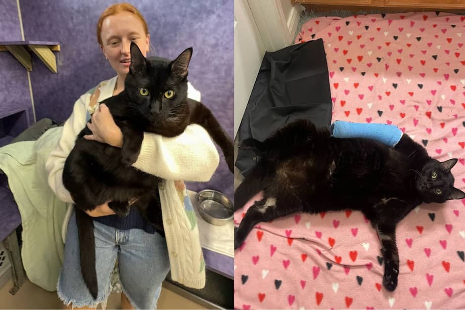 El gato llegó al refugio con su mandíbula y una de sus patitas rotas.