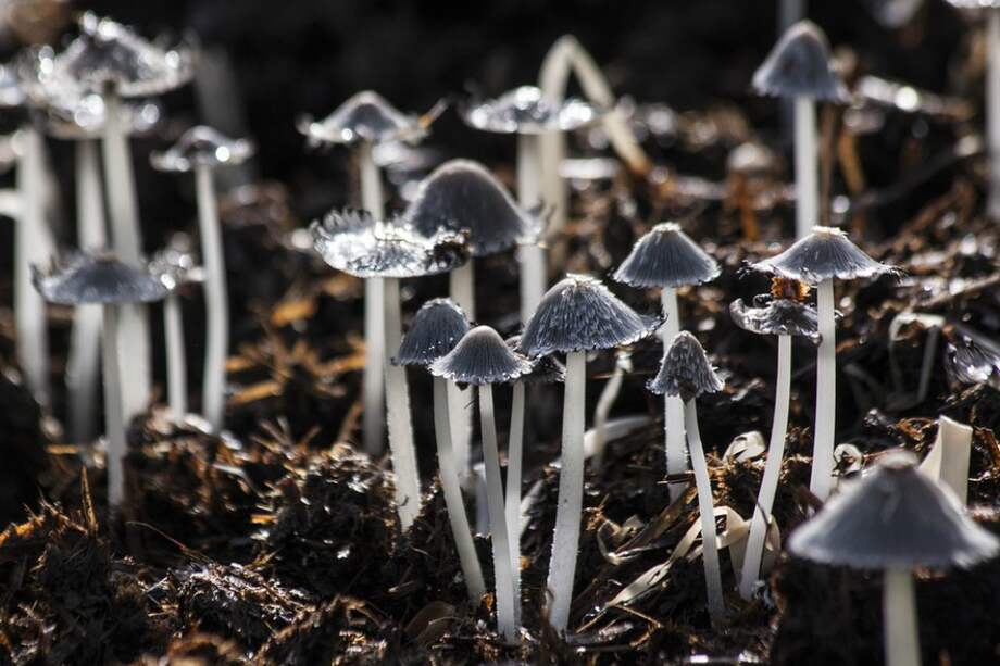 El 5 de diciembre de 2020, se celebra el Día Mundial del Suelo.