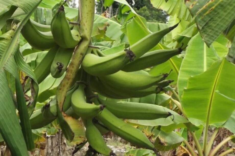 Fibra de plátano mejora propiedades del concreto