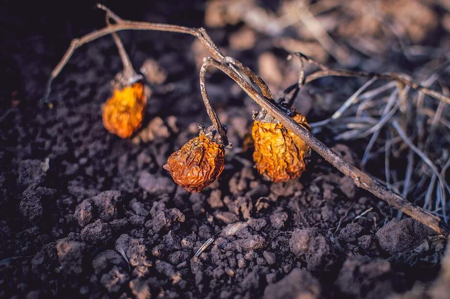 Lograr alimentar a todas las personas implicaría afectar a 20.000 especies de mamíferos.