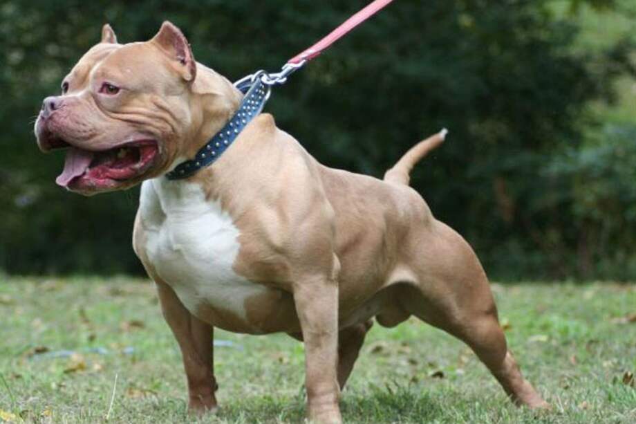 A la cárcel hombre señalado de matar a un perro pitbull en una riña callejera