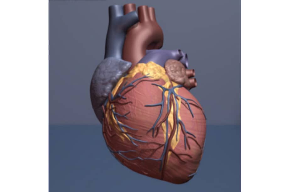 El tratamiento con cardiotrofina-1 reparó el tejido del corazón de una rata tras un ataque. / American Heart Association