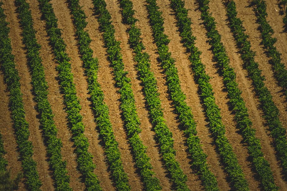 surcos de plantación