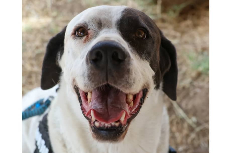 Motas es un perro obediente, cariñoso y se lleva bien con las personas.