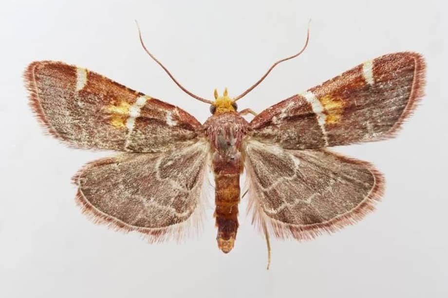Esta nueva especie, de acuerdo con los investigadores, habita en las montañas de Creta, en Grecia.