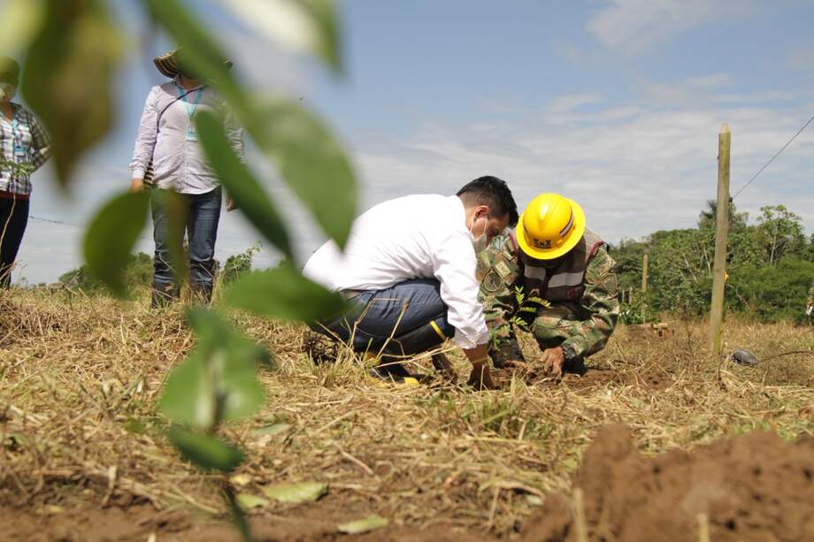 La estrategia tiene como objetivo llegar a 10 millones de árboles sembrados en el periodo 2020 - 2023.