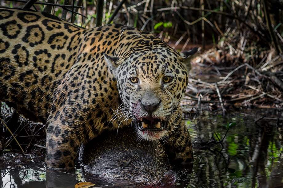 "Colombia magia salvaje" se estrenó en las salas de cine nacional en septiembre de 2015 y fue vista por 2.367.860 espectadores.