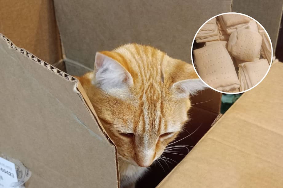 La mujer informó que el gato va a ser atendido el día de hoy, 24 de abril.