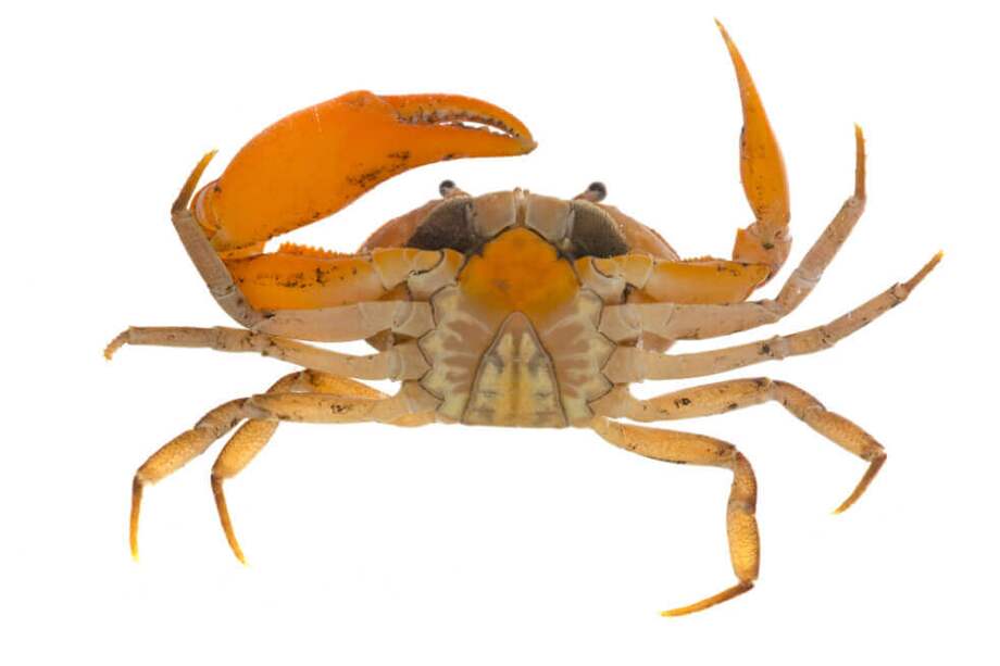 ‘Phallangothelphusa tangerina’ es la nueva especie de cangrejo de agua dulce hallada en El Carmen de Chucurí. / Cortesía Instituto Humboldt