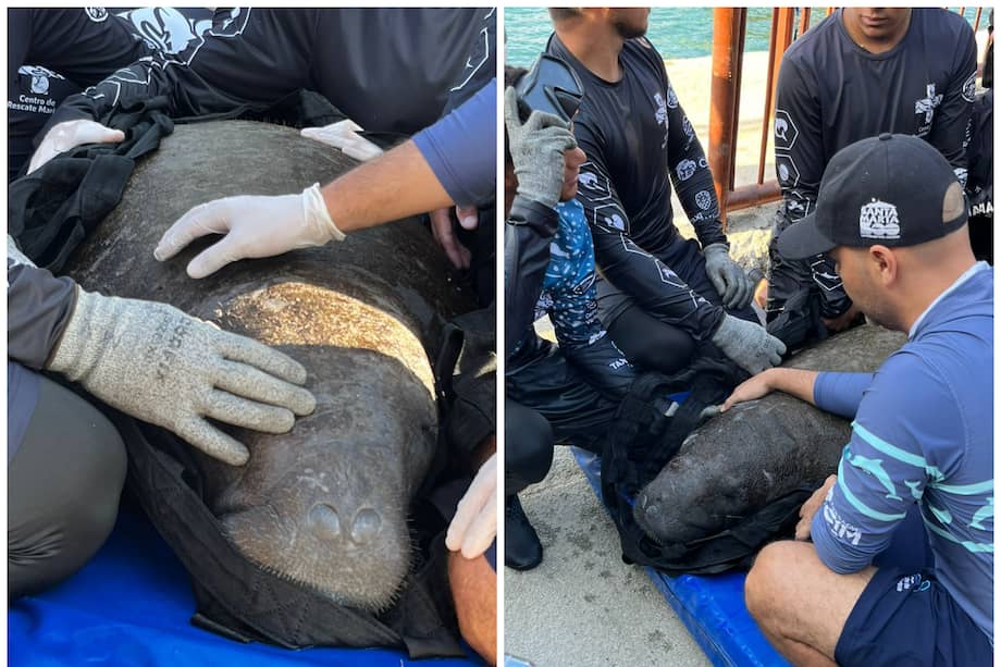 “Ciruelito”, el manatí que sobrevivió y se prepara para volver al mar.