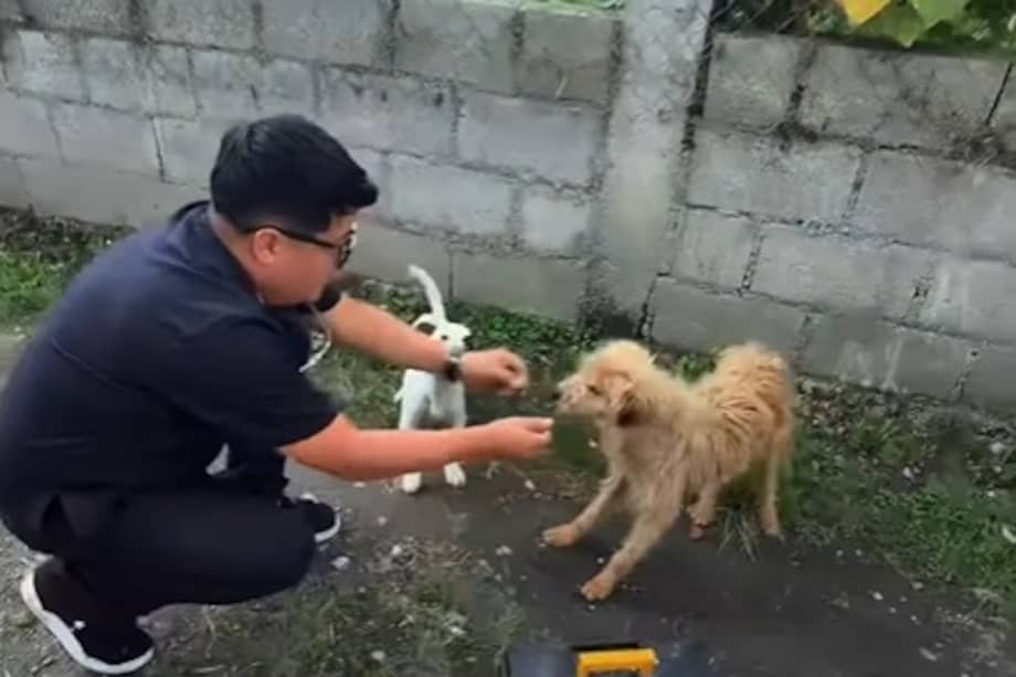 Con un maletín al hombro y mucha paciencia, el veterinario se acerca despacio a los perros para ganar su confianza antes de tratarlos.
