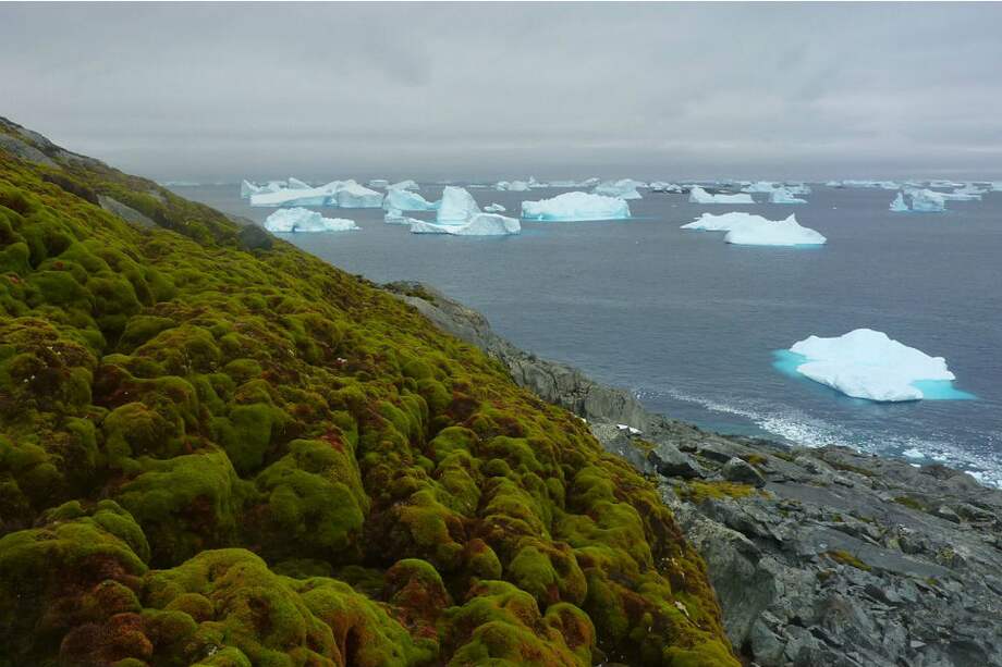 Cada vez más, el musgo cubre las tierras de la Antártica.
/ Matt Amesbury