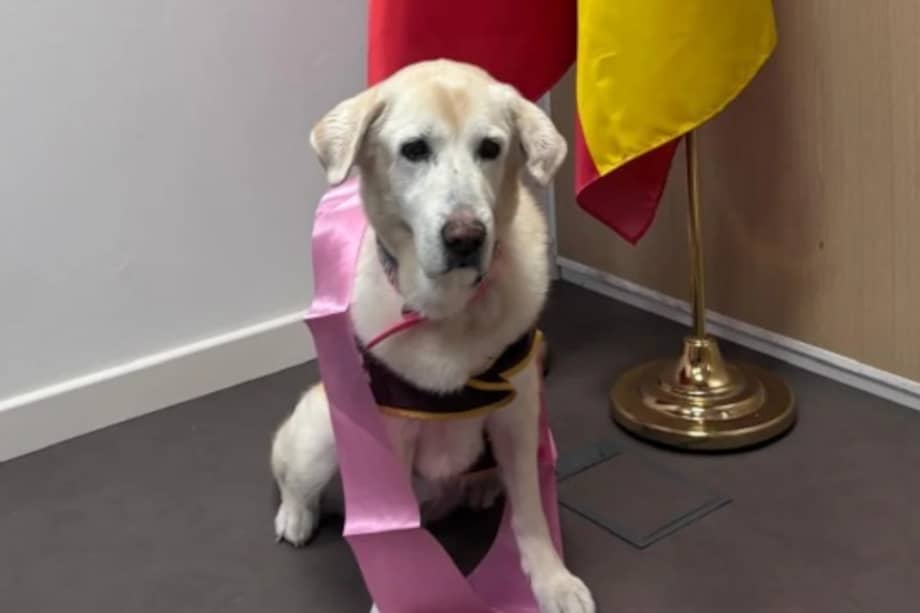 La presencia de perros de apoyo puede ayudar a que los menores se sientan más seguros durante los procesos judiciales.