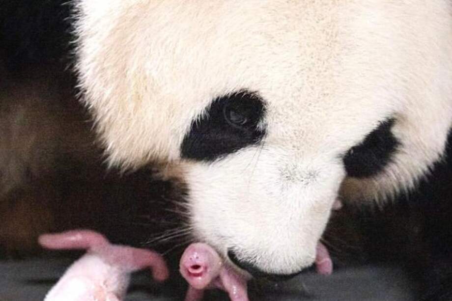Las crías nacieron el pasado viernes, 7 de julio, en el parque temático Everland Resort, ubicado al sureste de Seúl.