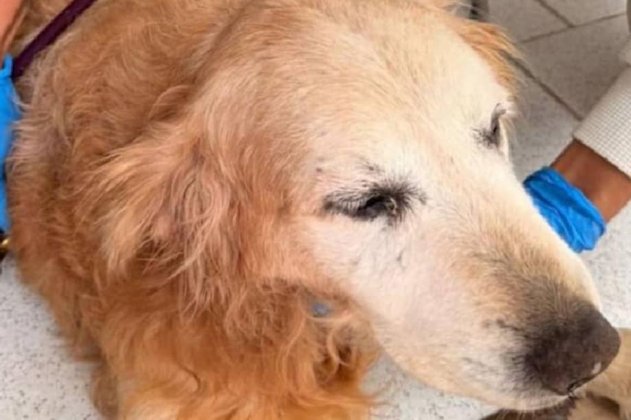 El Golden Retriever de 15 años permanece bajo observación médica luego del operativo del IDPYBA.