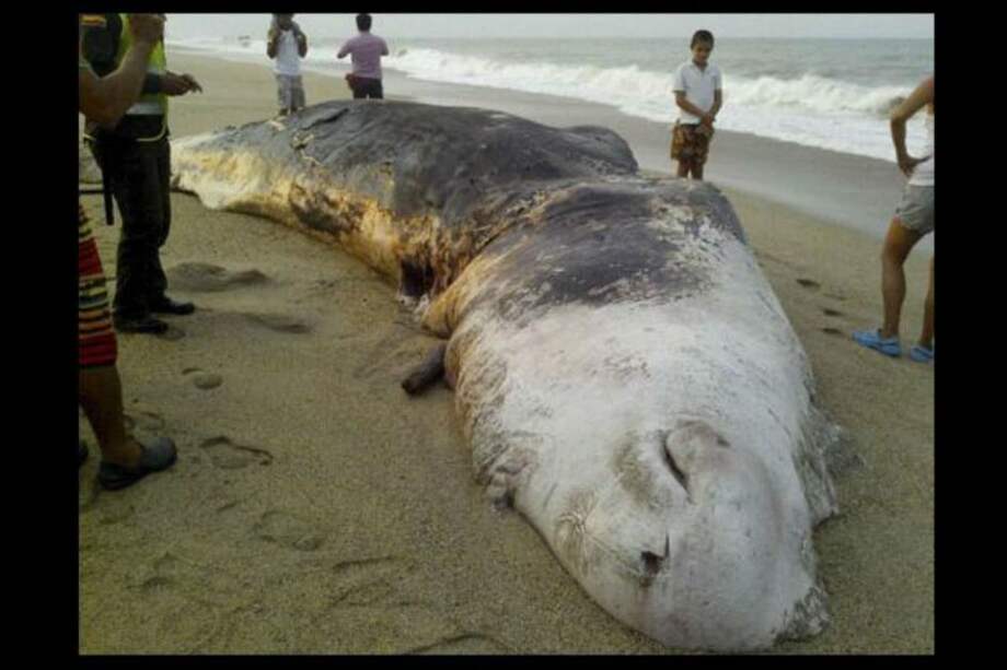 Aparece muerto un cachalote de más de 10 metros en Santa Marta