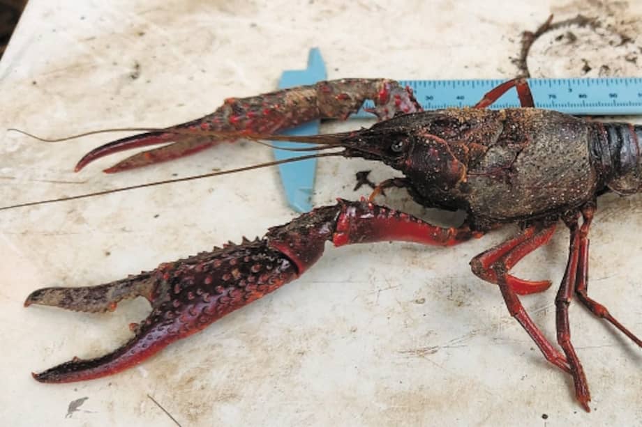 El cangrejo rojo americano tiene un tamaño promedio en adultos de 12 cm, aunque hay registros de hasta 20 cm. / Ada Acevedo-Alonso